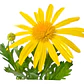 Paquerette Amarillo Planta Ornamental - Miniatura 1