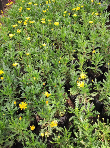 Paquerette Amarillo Planta Ornamental 2