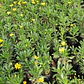 Paquerette Amarillo Planta Ornamental - Miniatura 2