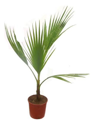 Palmera Washingtonia Abanico Árbol Ornamental 1