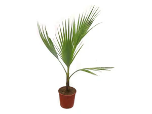 Palmera Washingtonia Abanico Árbol Ornamental