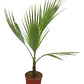 Palmera Washingtonia Abanico Árbol Ornamental - Miniatura 1