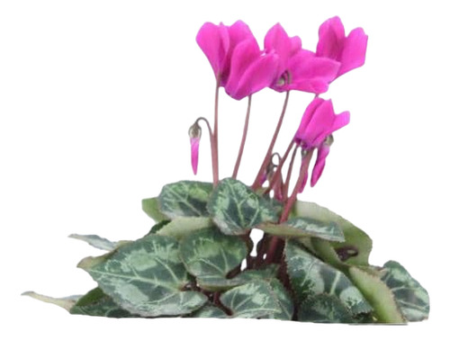 Violeta De Persia Enana Rosada Planta Flor 1