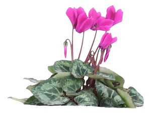 Violeta De Persia Enana Rosada Planta Flor