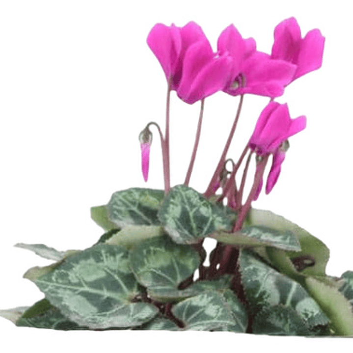 Violeta De Persia Enana Rosada Planta Flor 1