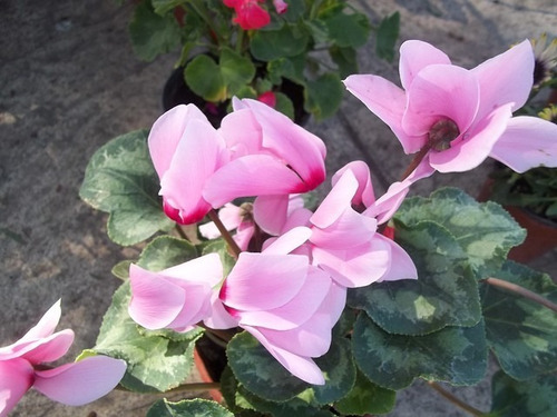 Violeta De Persia Enana Rosada Planta Flor 2