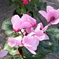 Violeta De Persia Enana Rosada Planta Flor - Miniatura 2