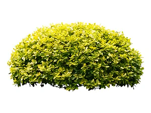 Ligustrina Amarilla Planta Para Cierre Ornamental