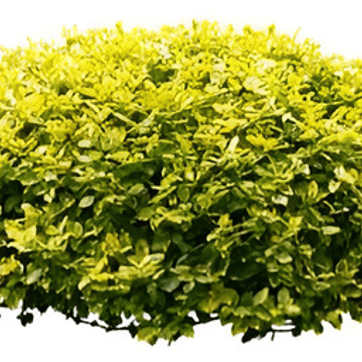 Ligustrina Amarilla Planta Para Cierre Ornamental 1