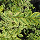 Ligustrina Amarilla Planta Para Cierre Ornamental - Miniatura 2