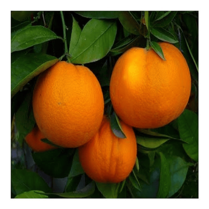 Naranjo Thompson Injertado Frutal Naranja 2