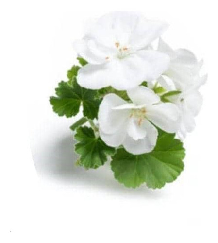 Cardenal Geranio Blanco Planta Arbusto Ornamental Flor 1