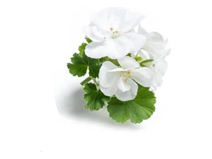 Cardenal Geranio Blanco Planta Arbusto Ornamental Flor