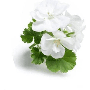 Cardenal Geranio Blanco Planta Arbusto Ornamental Flor