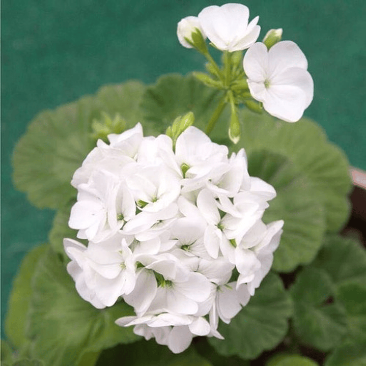 Cardenal Geranio Blanco Planta Arbusto Ornamental Flor 2