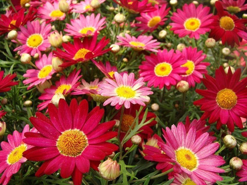 Paquerette Fucsia Planta Ornamental 1