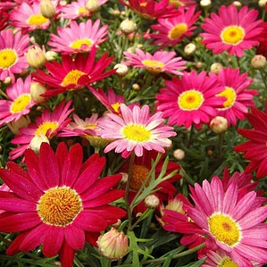 Paquerette Fucsia Planta Ornamental