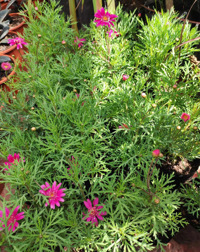Paquerette Fucsia Planta Ornamental 2