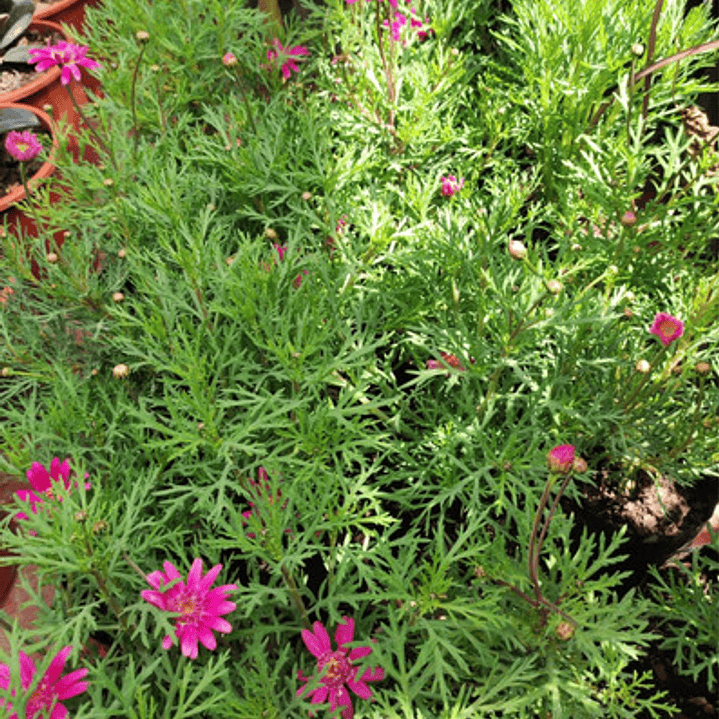 Paquerette Fucsia Planta Ornamental 2