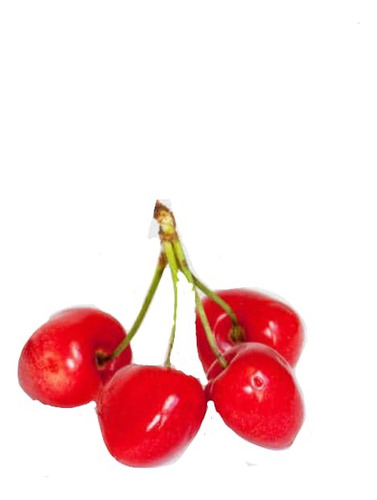 Cerezo Corazón De Paloma Árbol Frutal Injertado 1