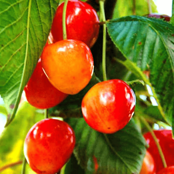 Cerezo Corazón De Paloma Árbol Frutal Injertado 2