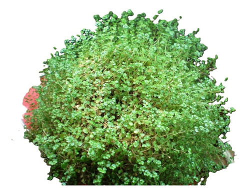 Musgo Colchón De La Novia Pequeño Cubresuelo Ornamental 1