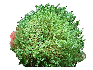 Musgo Colchón De La Novia Pequeño Cubresuelo Ornamental