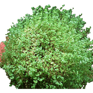 Musgo Colchón De La Novia Pequeño Cubresuelo Ornamental