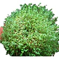 Musgo Colchón De La Novia Pequeño Cubresuelo Ornamental - Miniatura 1
