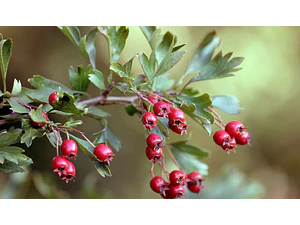 Peumo Alemán / Espino Albar / Crataego  / Árbol Ornamental