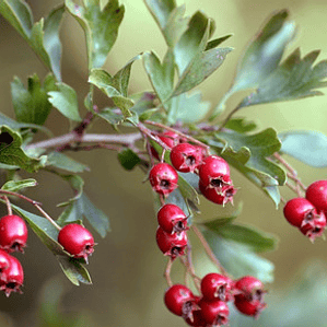 Peumo Alemán / Espino Albar / Crataego  / Árbol Ornamental