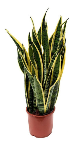 Sansevieria Laurentii Lengua De La Suegra Planta Interior 1