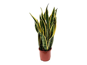 Sansevieria Laurentii Lengua De La Suegra Planta Interior