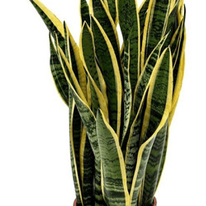 Sansevieria Laurentii Lengua De La Suegra Planta Interior