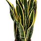 Sansevieria Laurentii Lengua De La Suegra Planta Interior - Miniatura 1