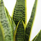 Sansevieria Laurentii Lengua De La Suegra Planta Interior - Miniatura 2