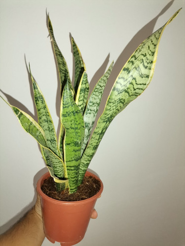 Sansevieria Laurentii Lengua De La Suegra Planta Interior 3
