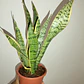Sansevieria Laurentii Lengua De La Suegra Planta Interior - Miniatura 3