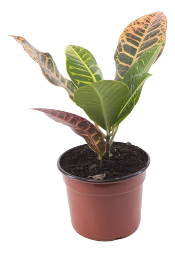 Crotón Pequeño Planta Interior  1