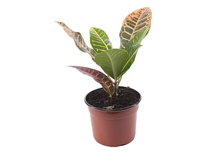 Crotón Pequeño Planta Interior 