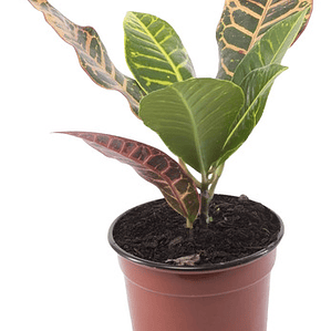 Crotón Pequeño Planta Interior 