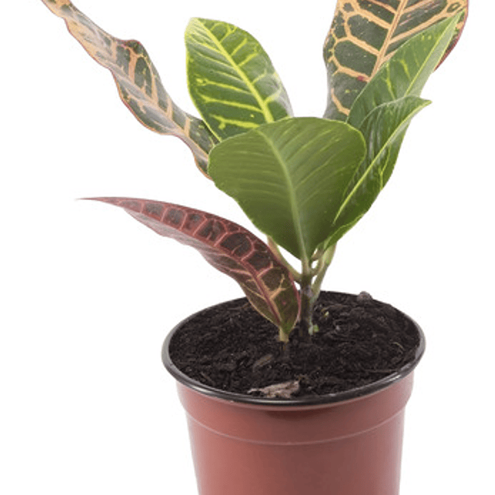 Crotón Pequeño Planta Interior  1