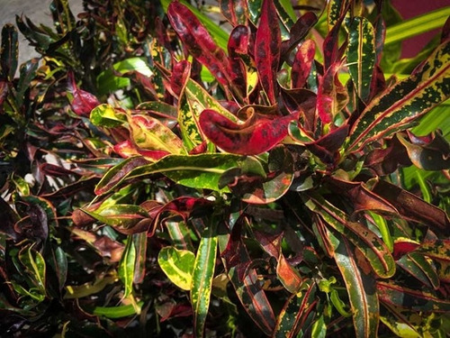 Crotón Pequeño Planta Interior  2