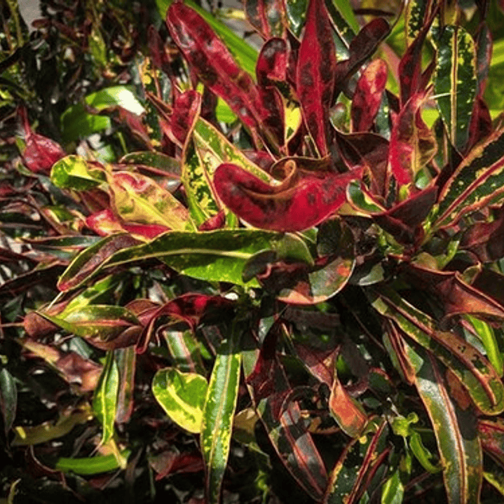 Crotón Pequeño Planta Interior  2