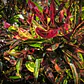 Crotón Pequeño Planta Interior  - Miniatura 2