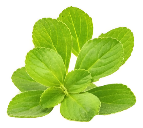 Boldo Árbol Nativo Medicinal 1