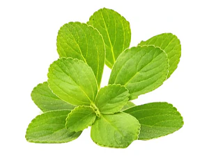 Boldo Árbol Nativo Medicinal