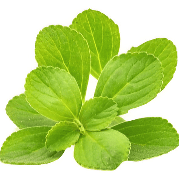 Boldo Árbol Nativo Medicinal 1