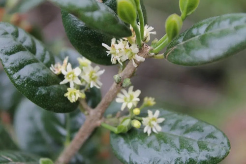 Boldo Árbol Nativo Medicinal 2