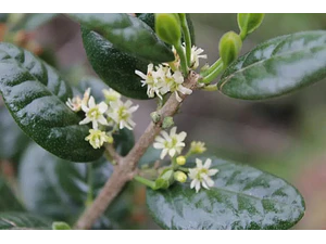 Boldo Árbol Nativo Medicinal